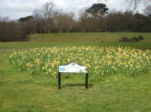 Daffodils in the 'Feld of Hope', Martins Hill.