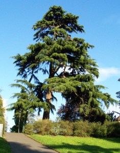 Deodar tree in Library Gardens
