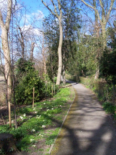 Path though Dickerson's Copse.