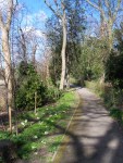Path though Dickerson's Copse.