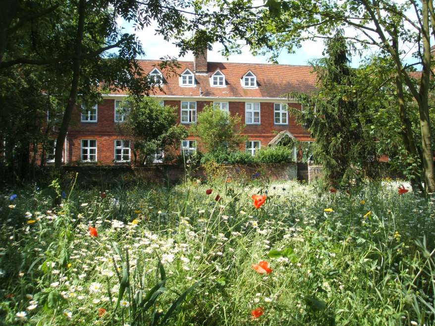 Flower meadow, College Green with Bromley College behind.