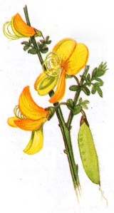 Broom, after which Bromley is named