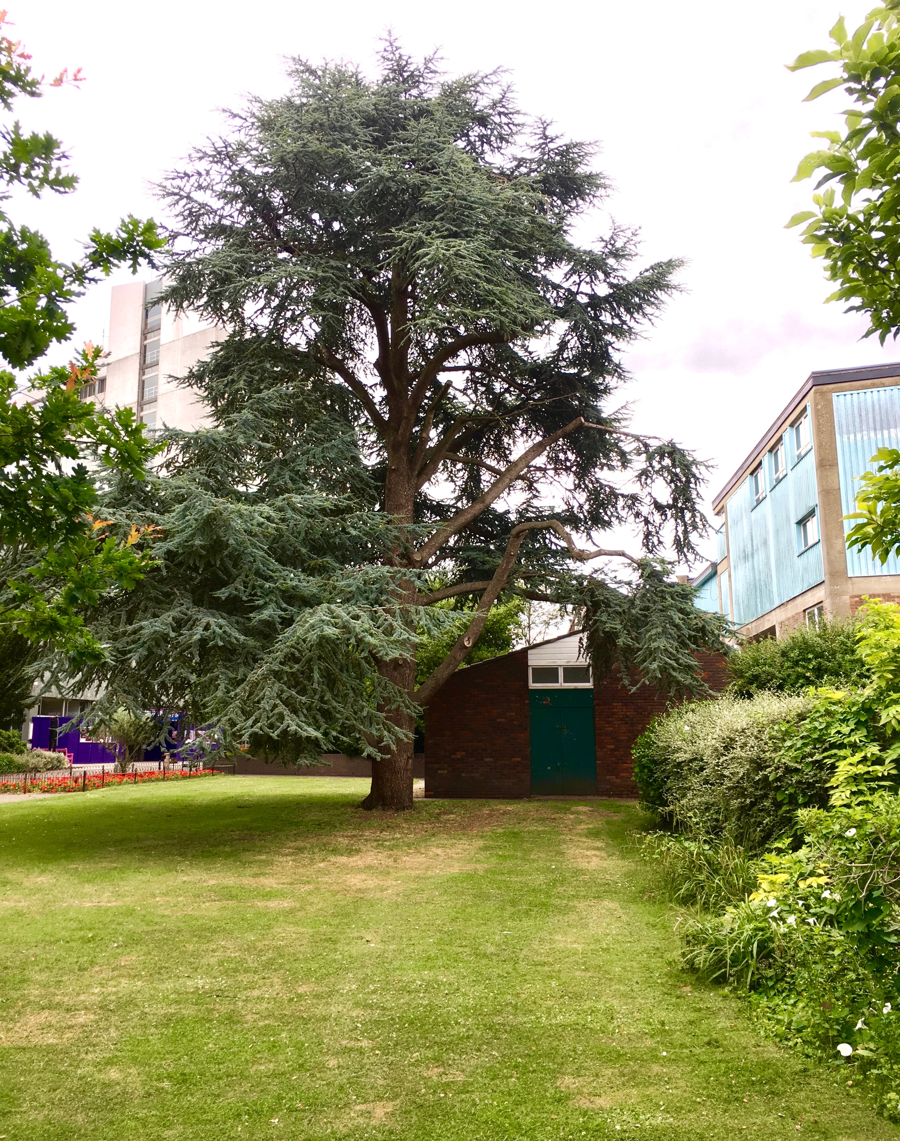 Cedar tree under development threat in Library Gardens