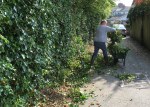 Cutting back hedge.