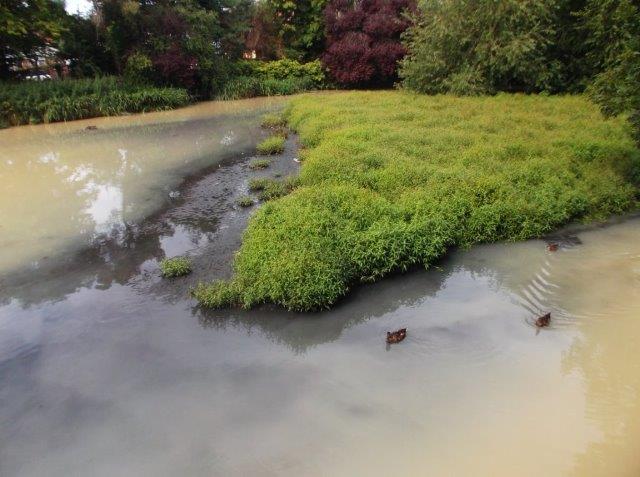 Polluted Mill Pond 29 July