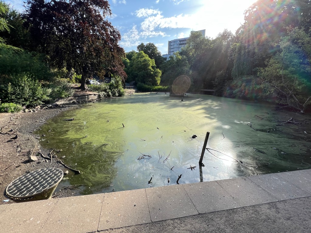 Church House Gardens lake extremely low.